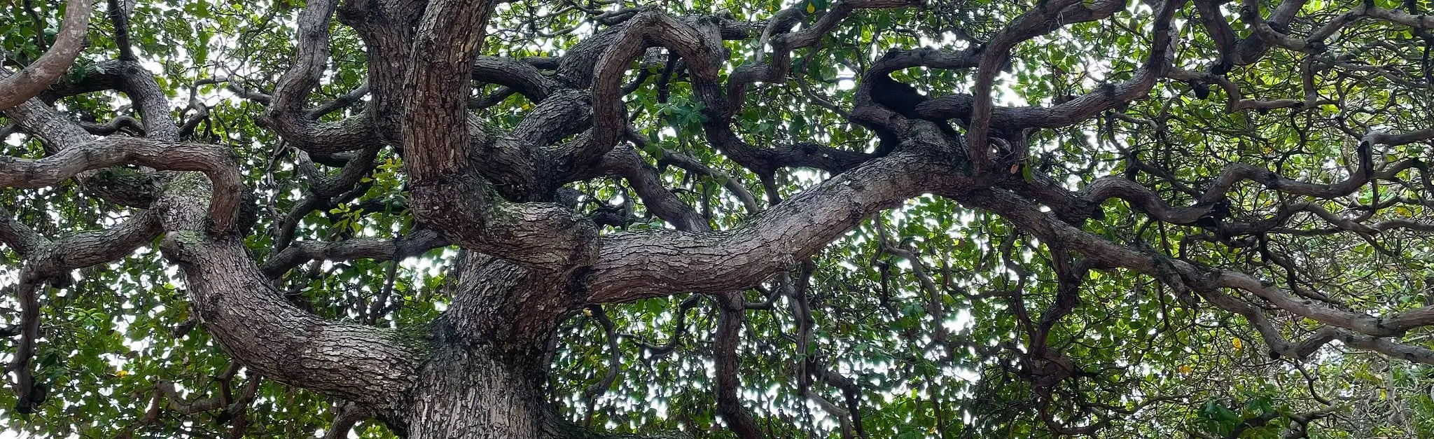 Photo of an old oak tree in Brazil